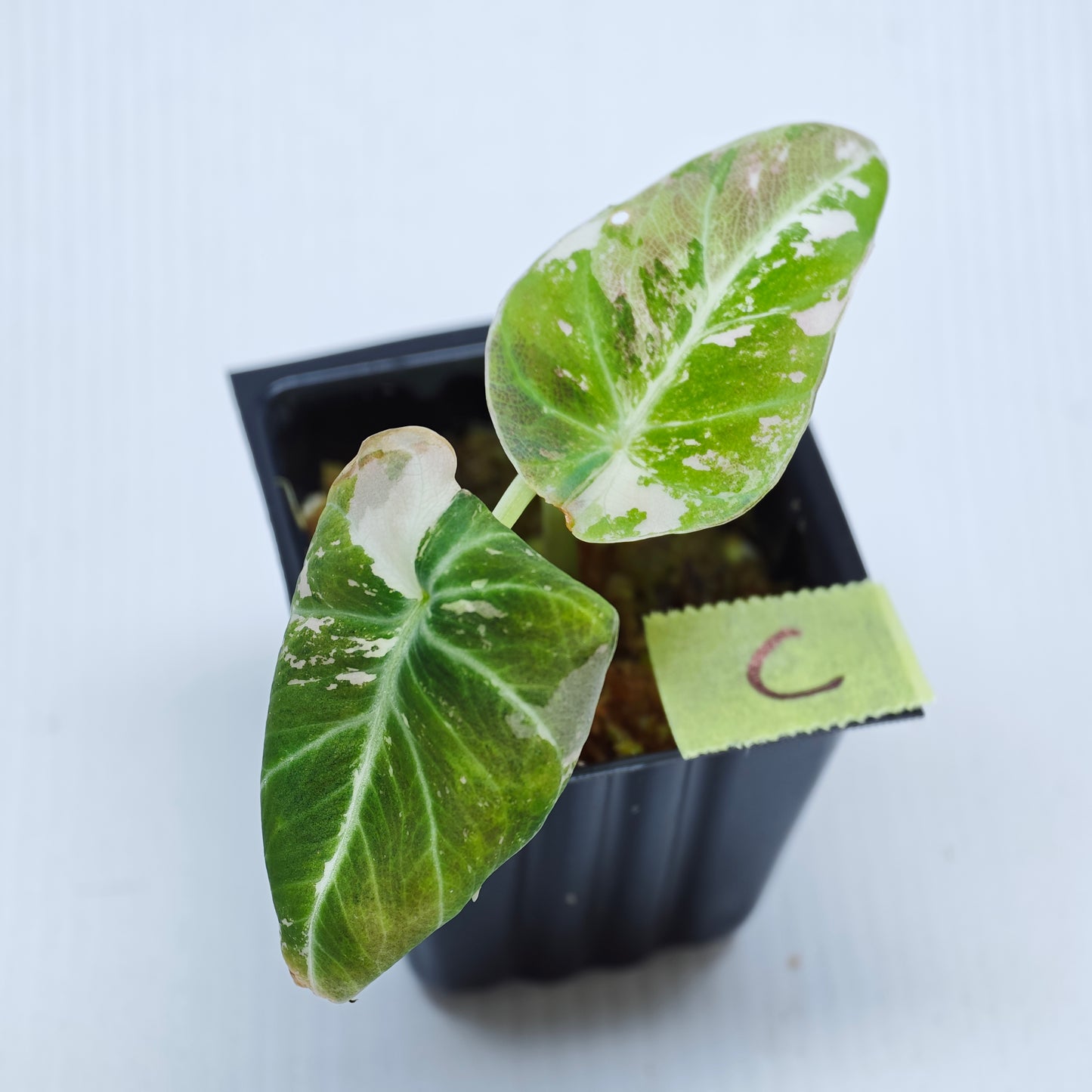 Alocasia black velvet Pink Variegated