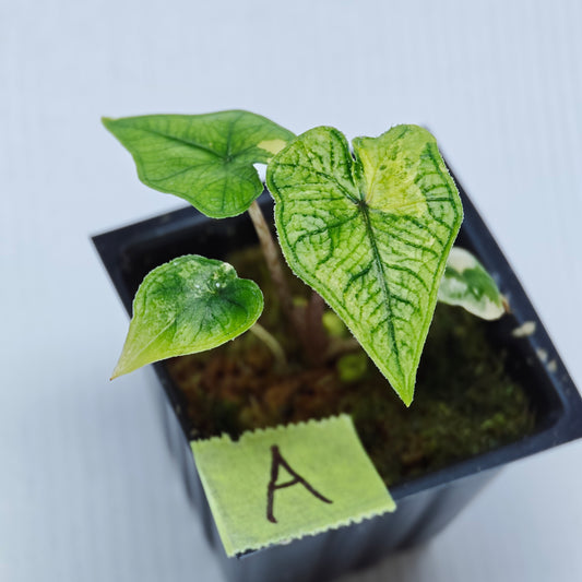 Alocasia Jacklyn Aurea Variegated