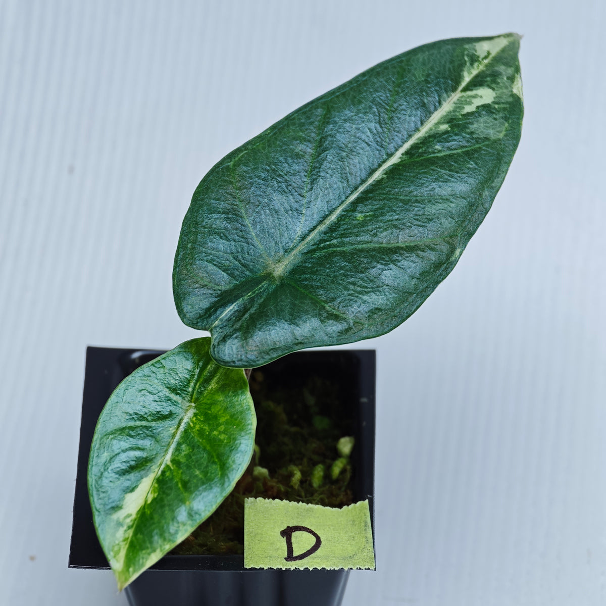 Alocasia Metallic Blue Albo Variegated