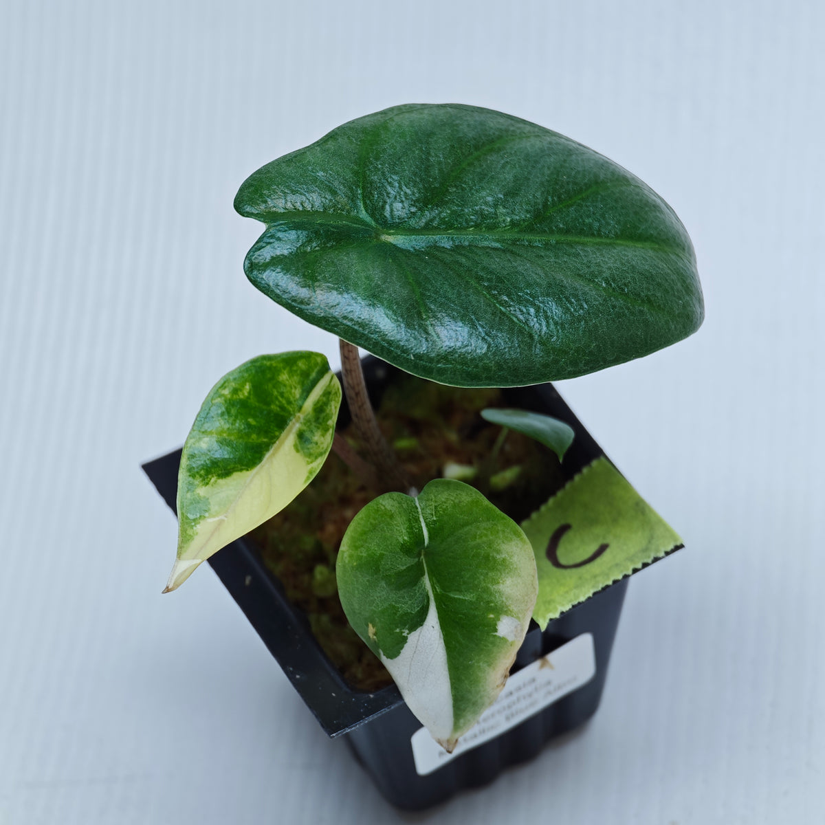Alocasia Metallic Blue Albo Variegated