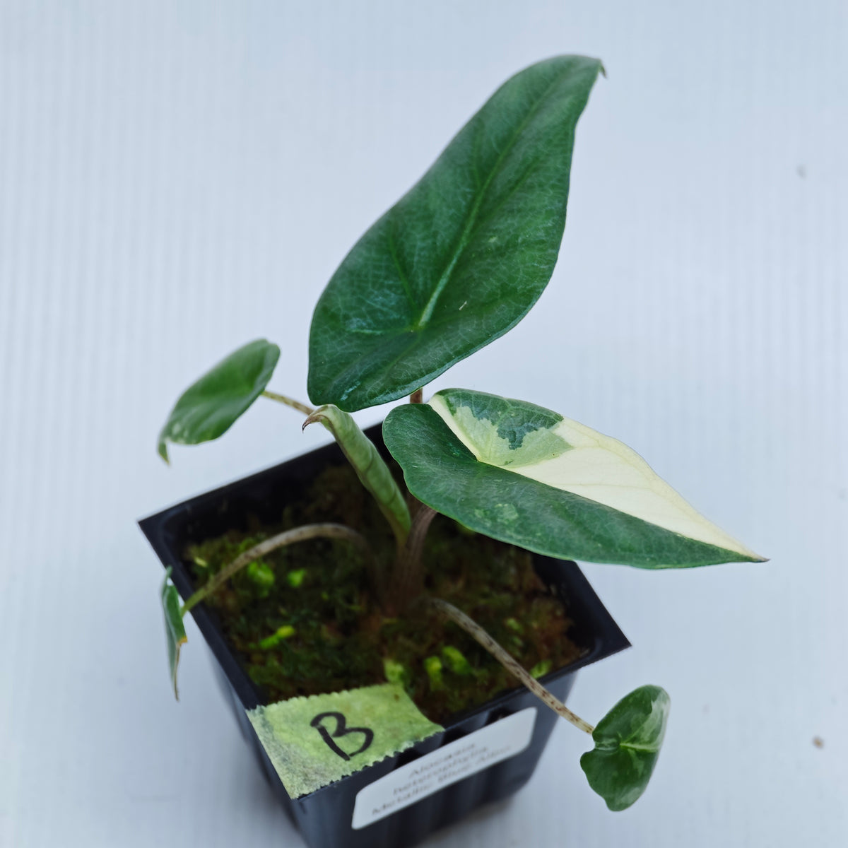 Alocasia Metallic Blue Albo Variegated