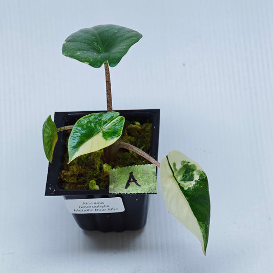 Alocasia Metallic Blue Albo Variegated
