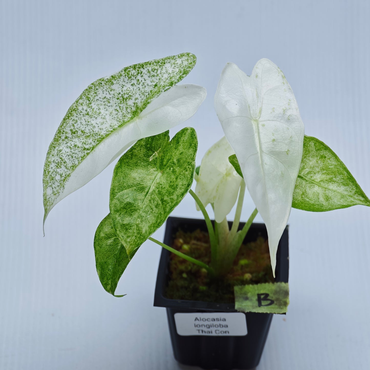 Alocasia longiloba Mint Thai Cons