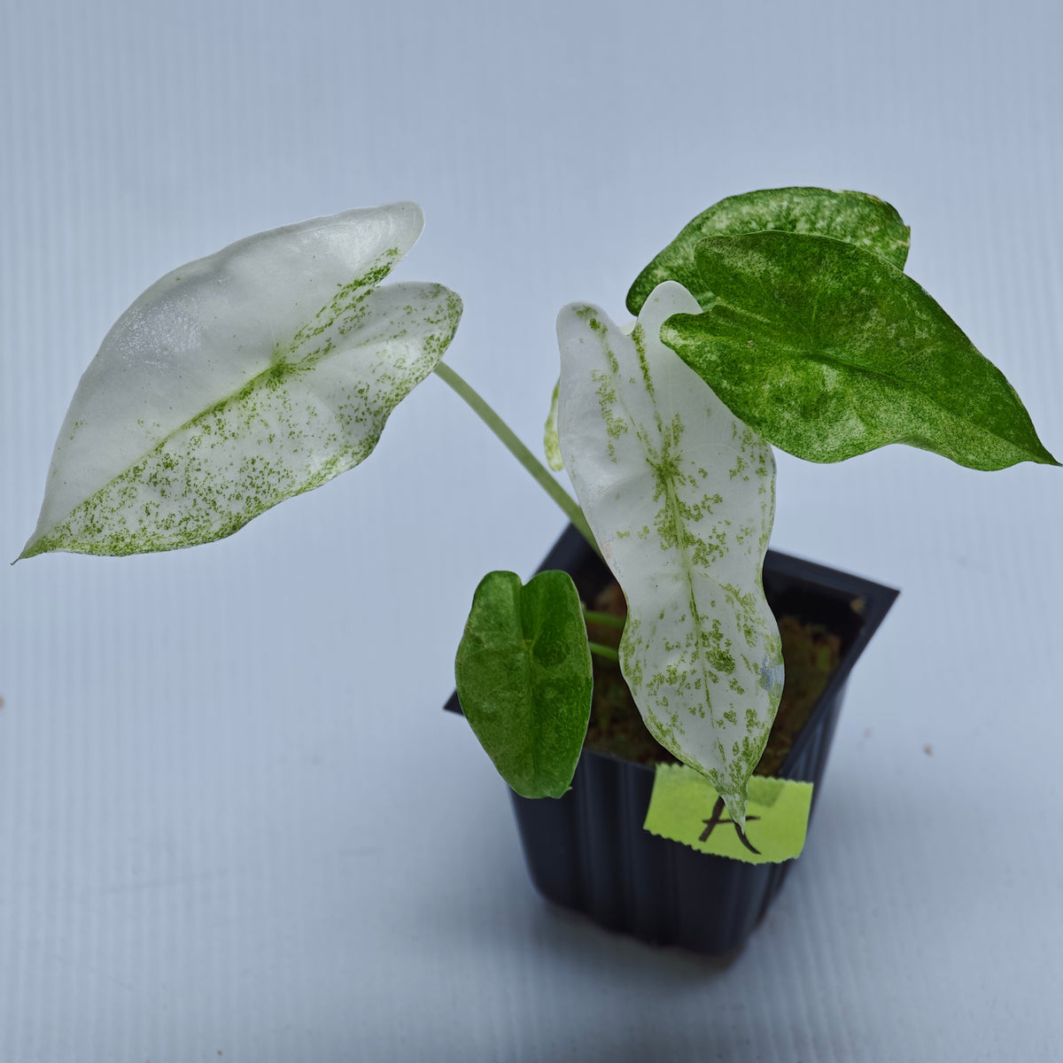 Alocasia longiloba Mint Thai Cons