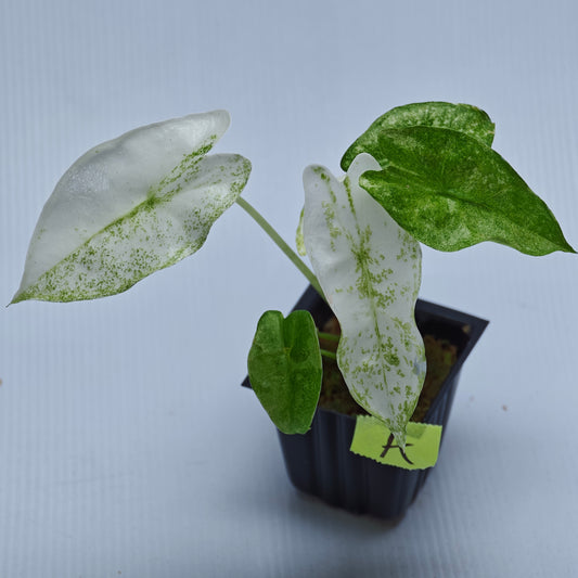 Alocasia longiloba Mint Thai Cons