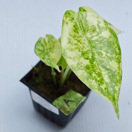 Alocasia venusta Aurea Variegated