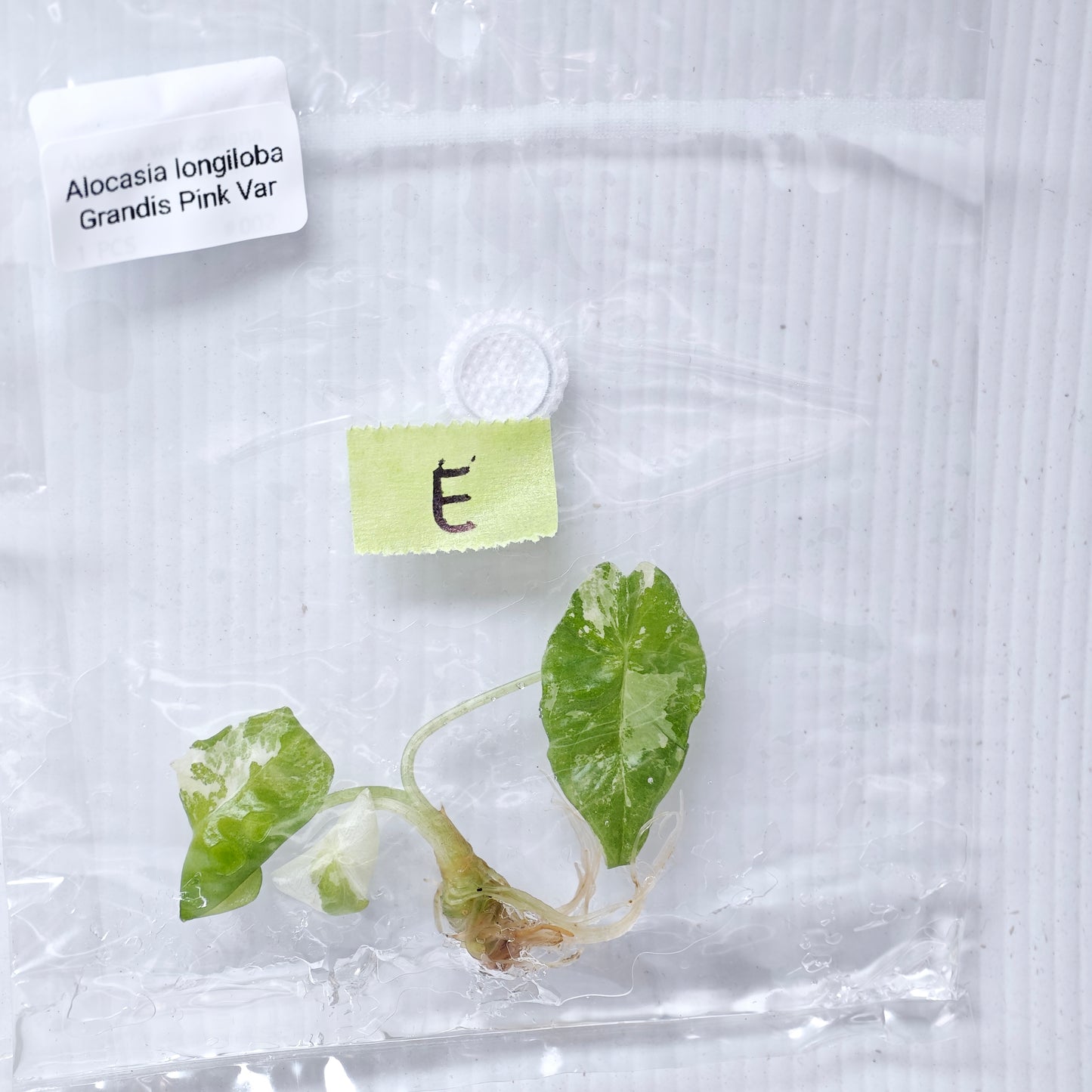 Alocasia longiloba Grandis Pink Variegated (1plant/bag) - Tissue culture