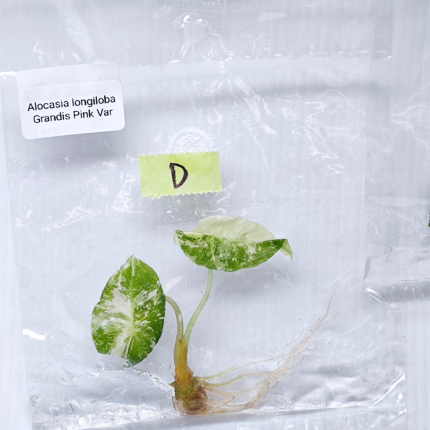 Alocasia longiloba Grandis Pink Variegated (1plant/bag) - Tissue culture
