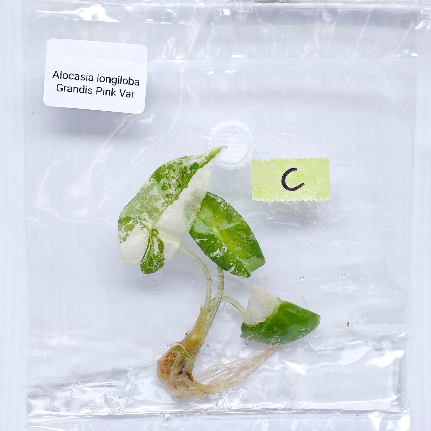 Alocasia longiloba Grandis Pink Variegated (1plant/bag) - Tissue culture