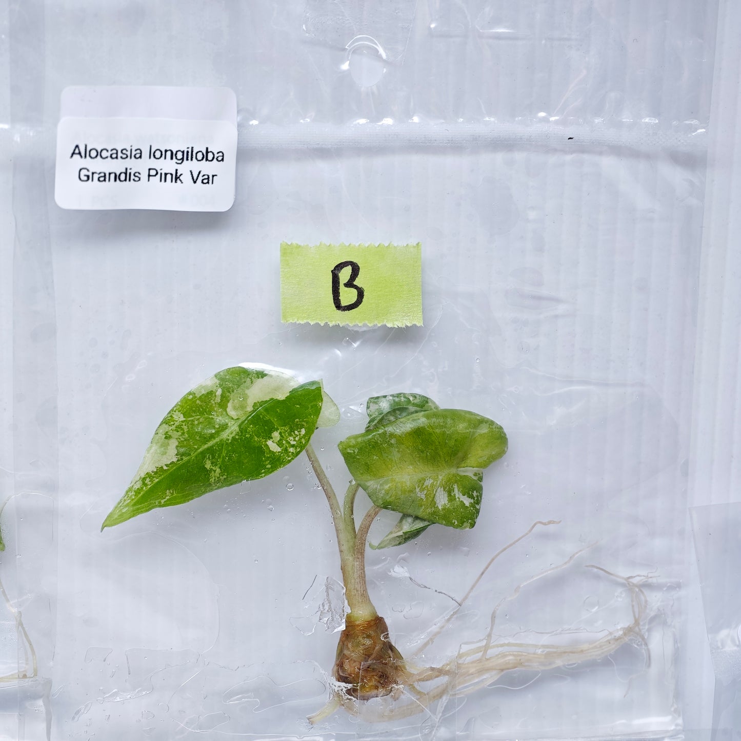 Alocasia longiloba Grandis Pink Variegated (1plant/bag) - Tissue culture
