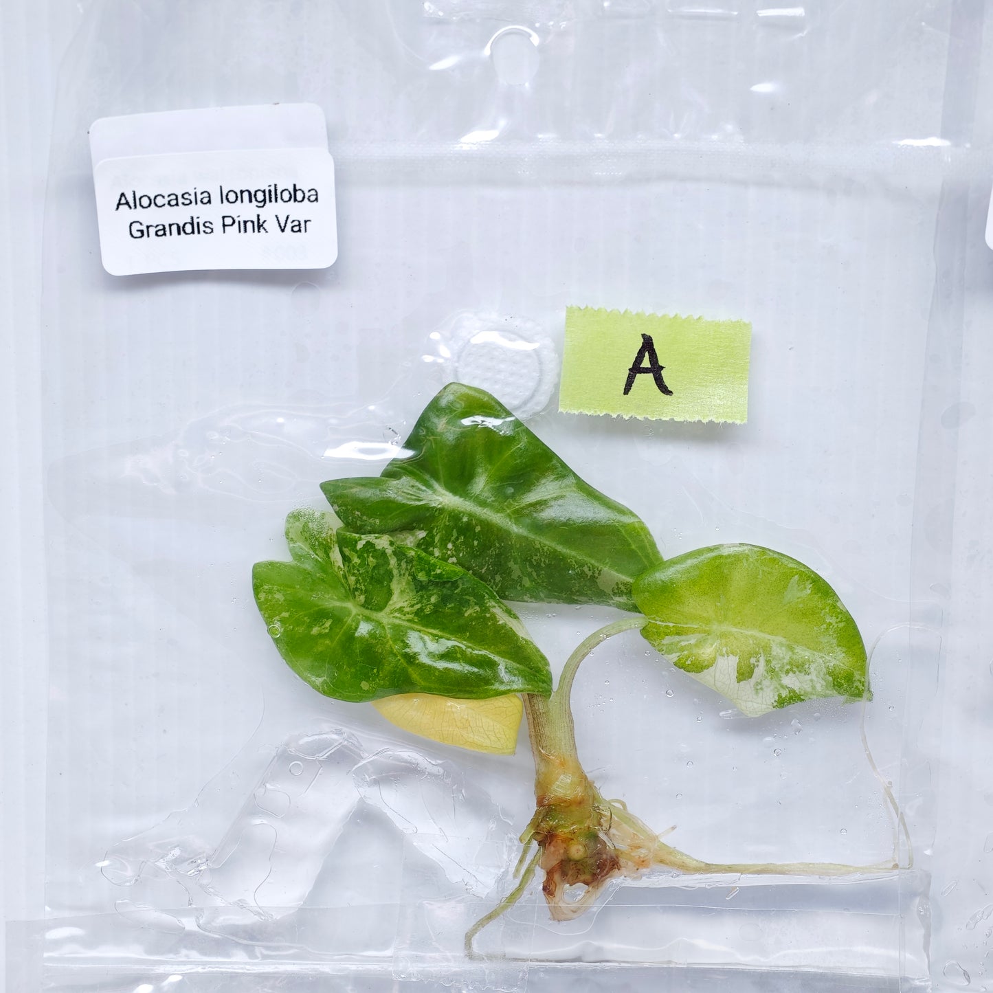 Alocasia longiloba Grandis Pink Variegated (1plant/bag) - Tissue culture