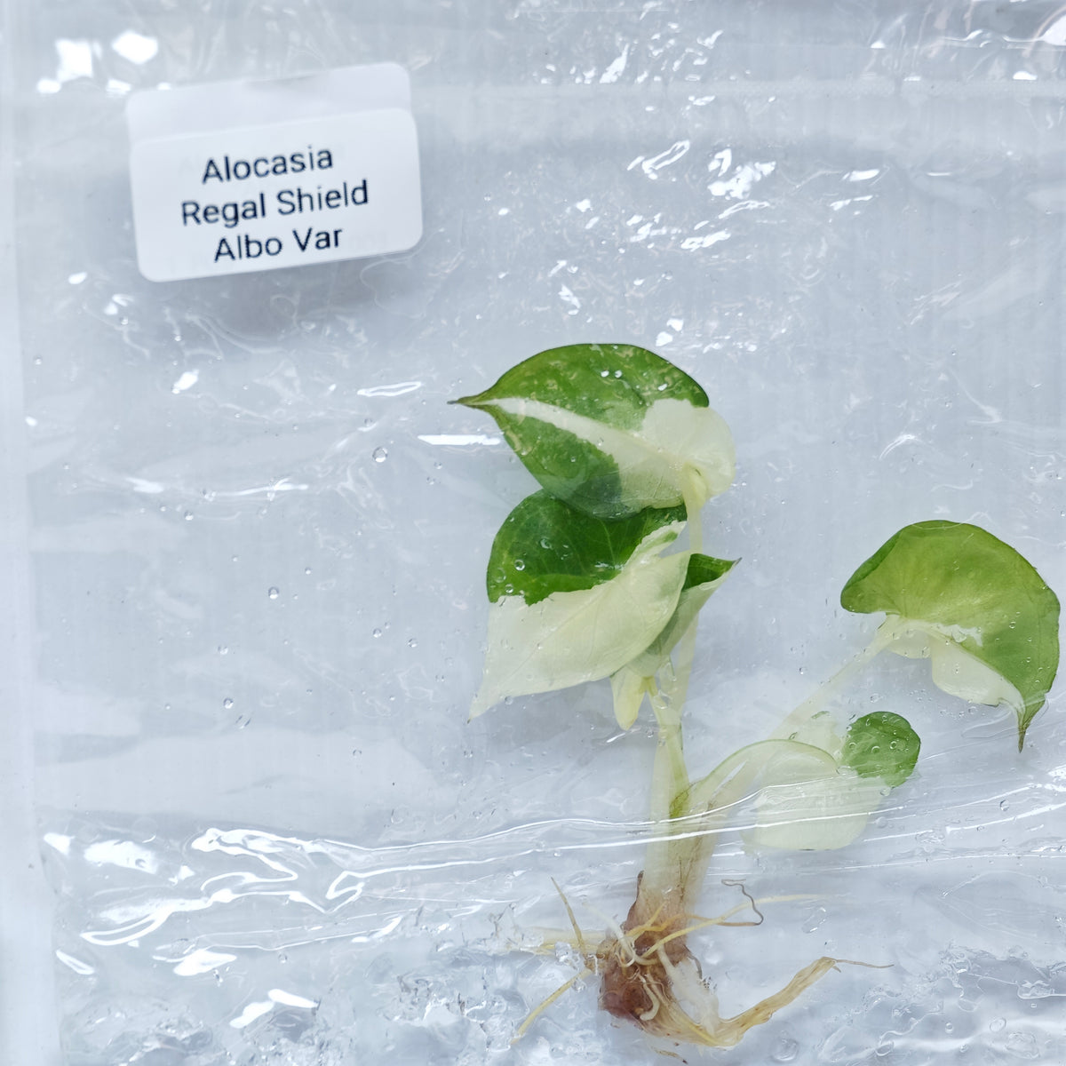 Alocasia Regal Shield Albo Variegated PRE-ORDER  - Tissue culture (1plant/bag)