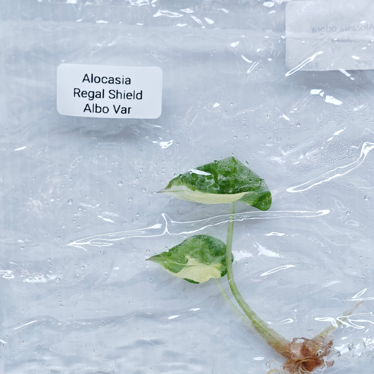 Alocasia Regal Shield Albo Variegated PRE-ORDER  - Tissue culture (1plant/bag)