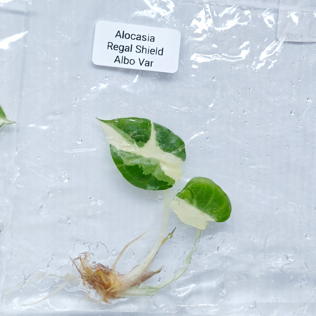Alocasia Regal Shield Albo Variegated PRE-ORDER  - Tissue culture (1plant/bag)