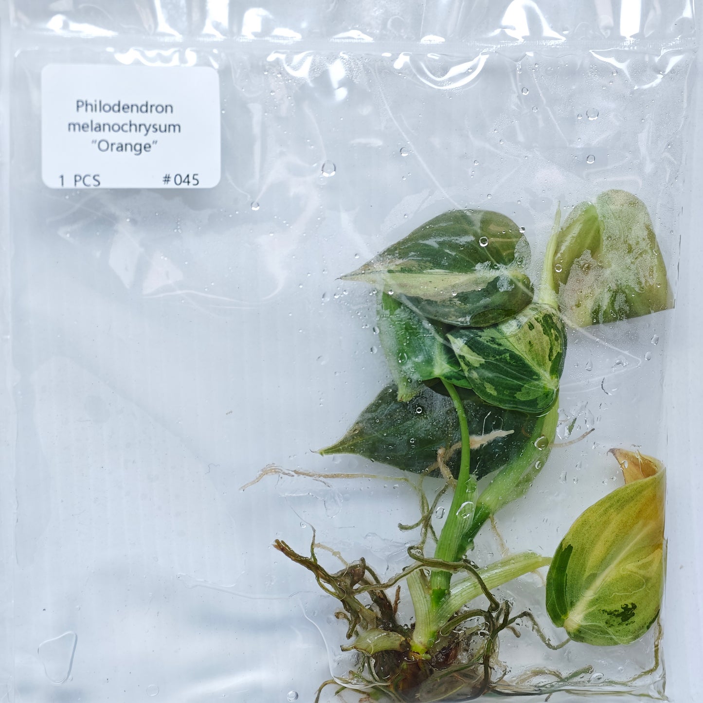 Philodendron melanochrysum Orange Variegated (1plant/bag) - Tissue culture