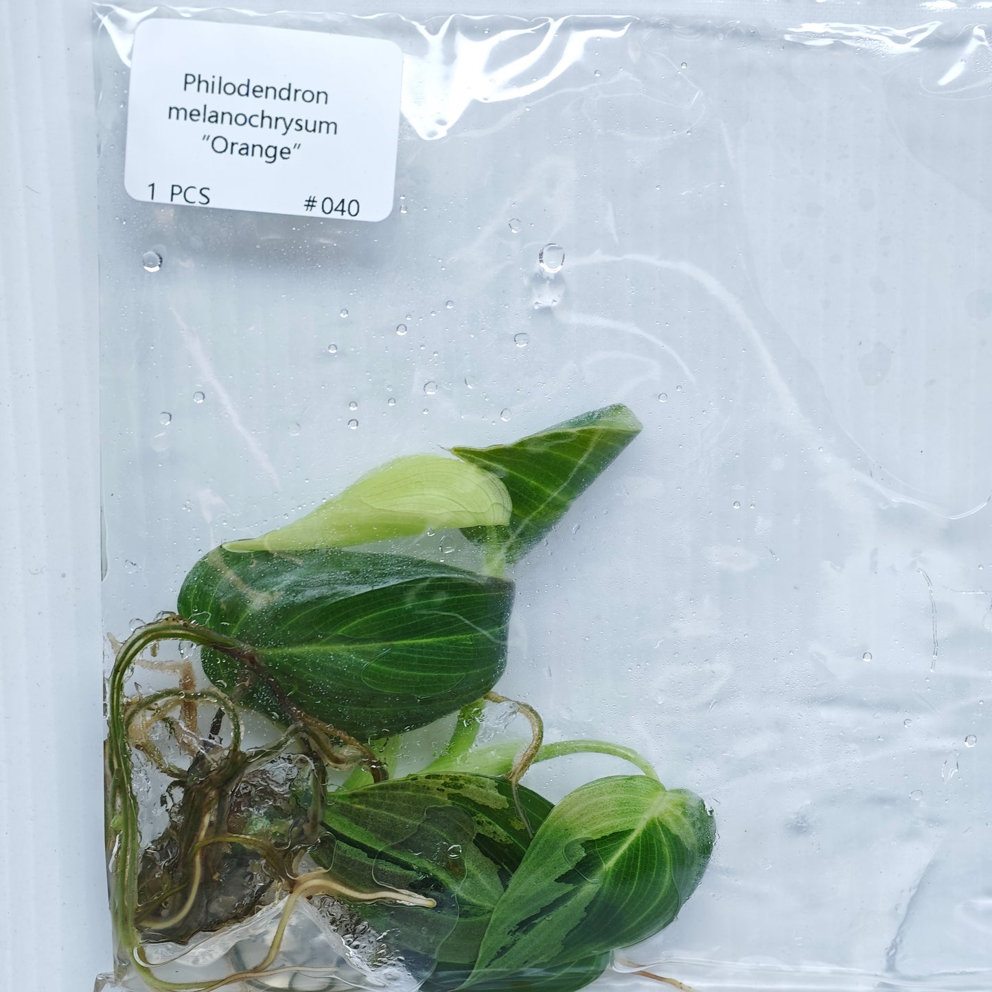 Philodendron melanochrysum Orange Variegated (1plant/bag) - Tissue culture