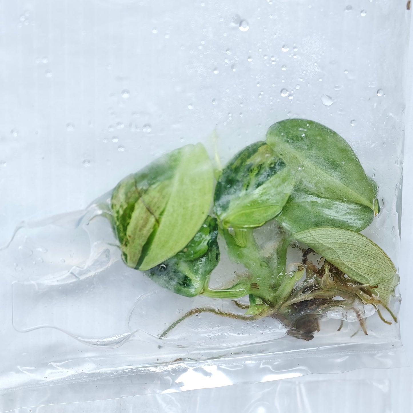Philodendron melanochrysum Orange Variegated (1plant/bag) - Tissue culture