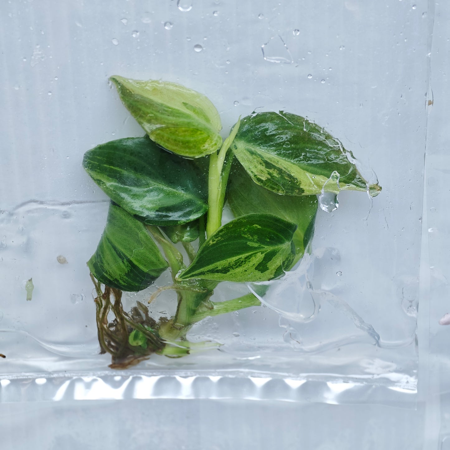 Philodendron melanochrysum Orange Variegated (1plant/bag) - Tissue culture