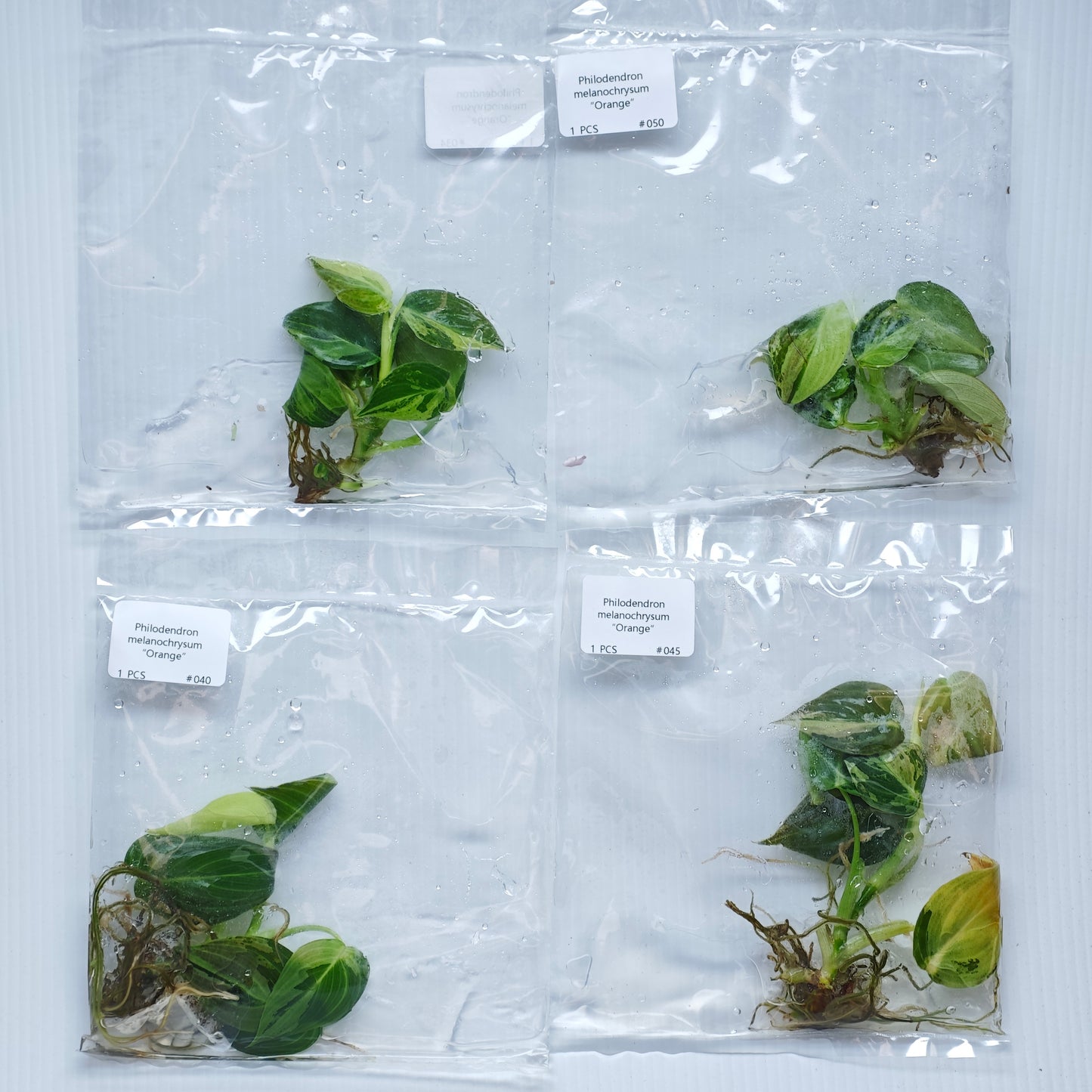 Philodendron melanochrysum Orange Variegated (1plant/bag) - Tissue culture