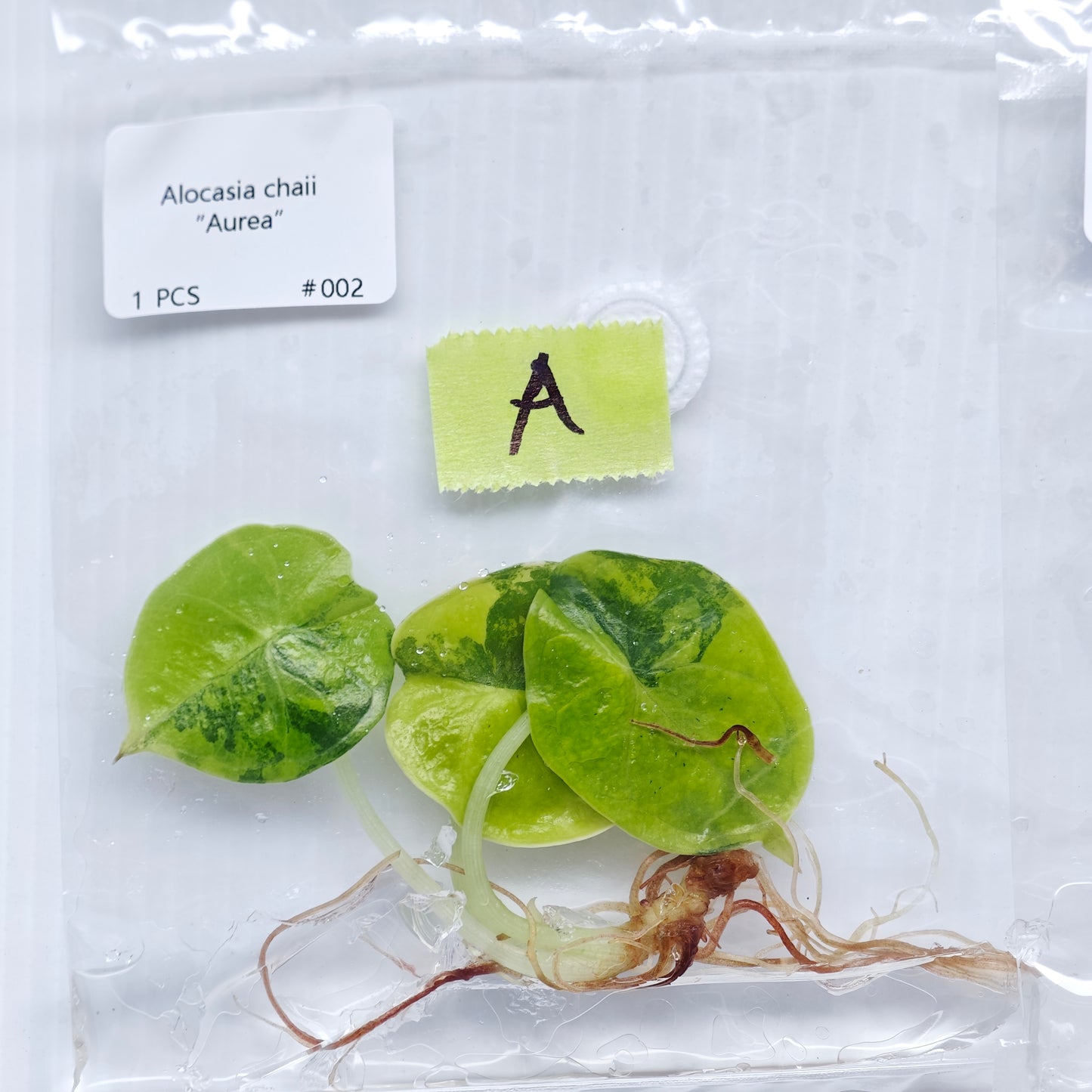 Alocasia infernalis Aurea Variegated (1plant/bag) - Tissue culture