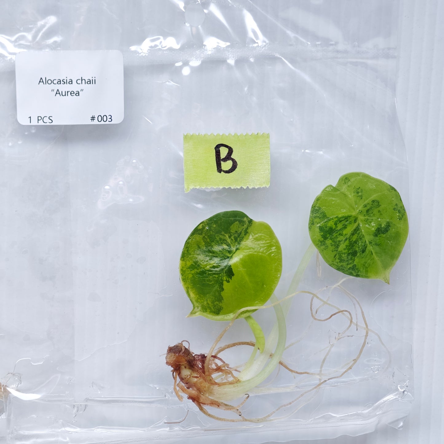 Alocasia infernalis Aurea Variegated (1plant/bag) - Tissue culture