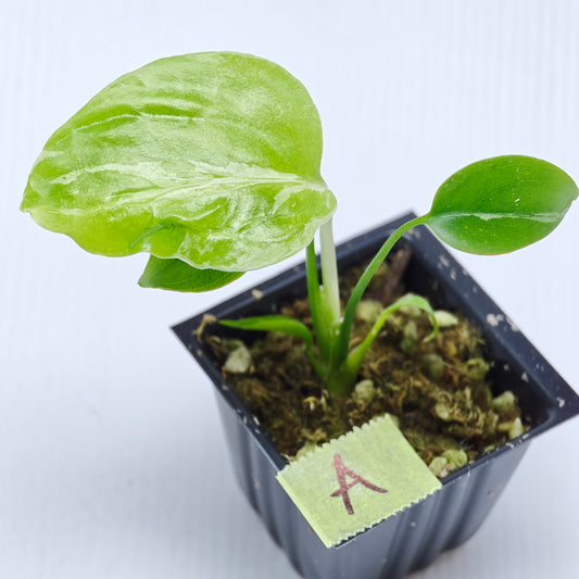 Monstera Bulbasaur