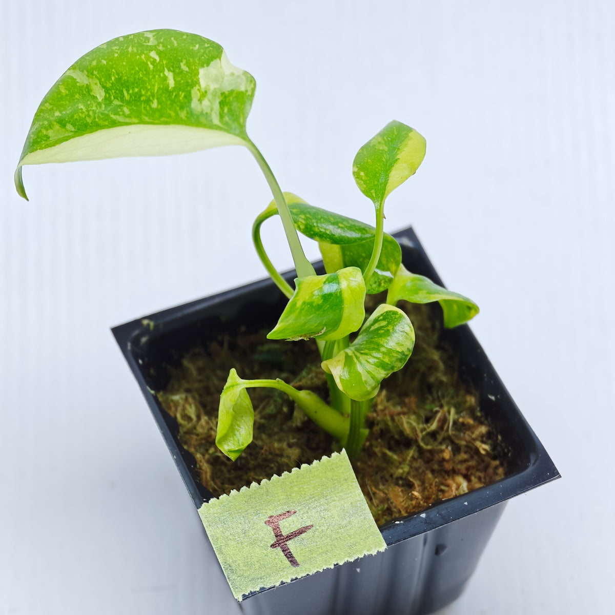 Monstera Electrolyte
