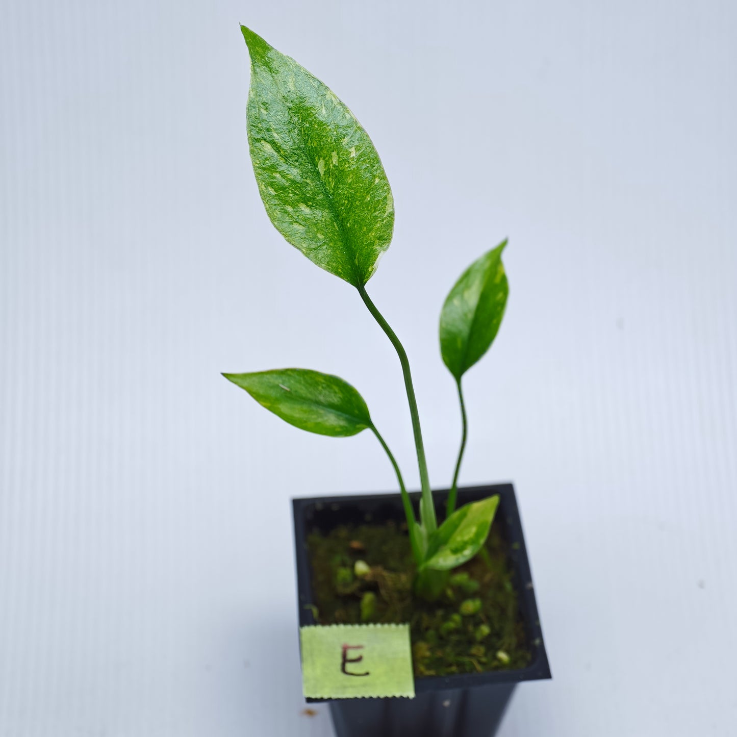 Monstera Electrolyte