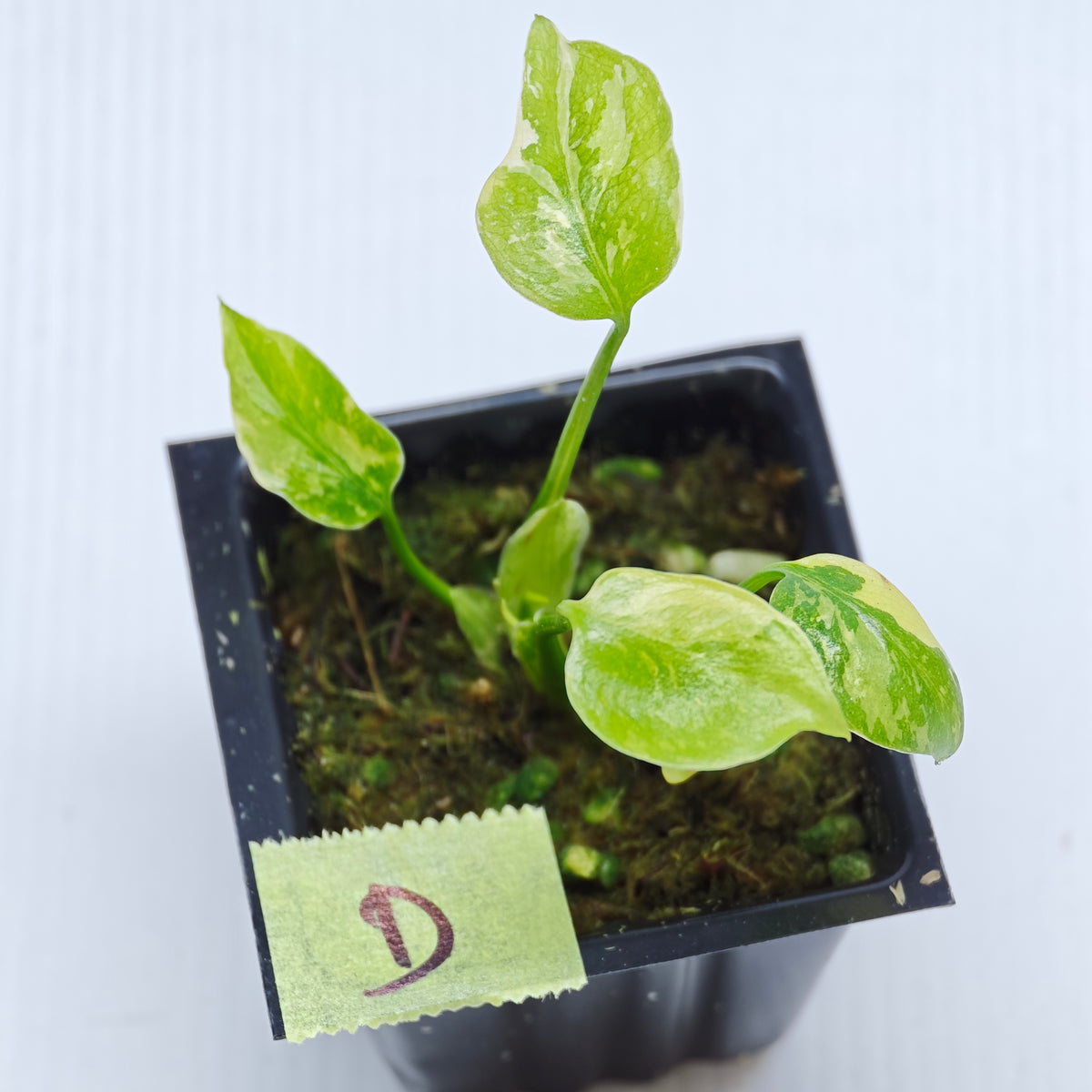Monstera Electrolyte