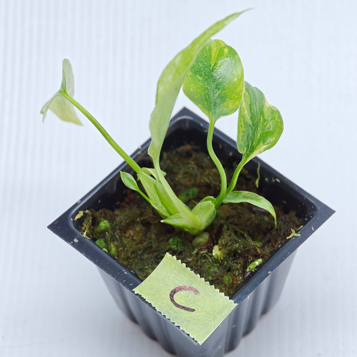 Monstera Electrolyte
