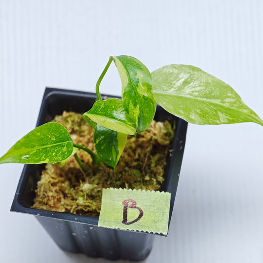 Monstera Electrolyte