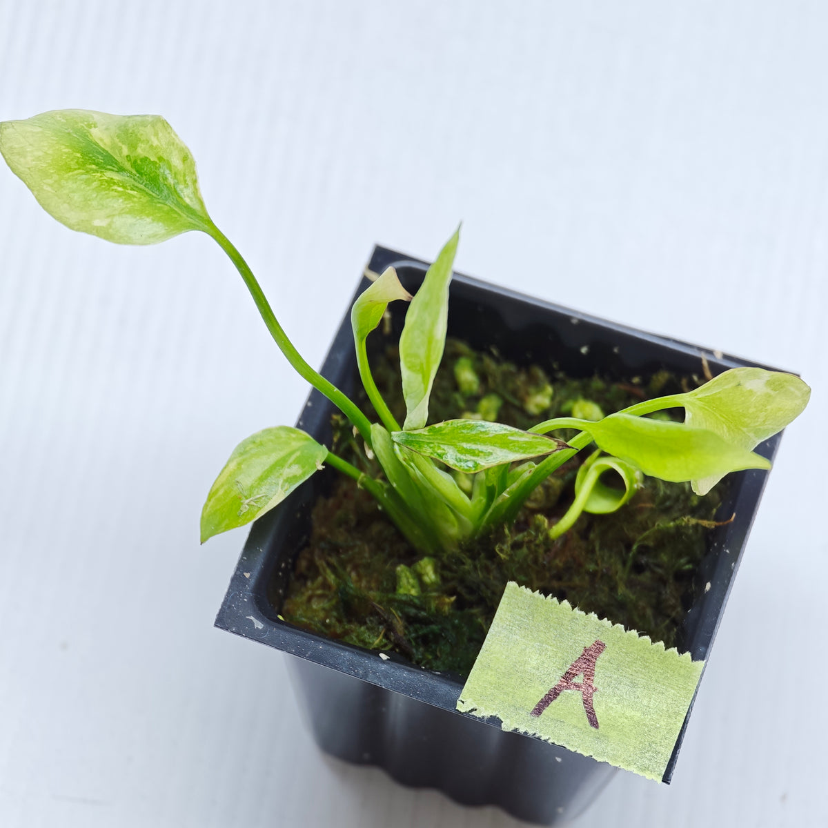 Monstera Electrolyte