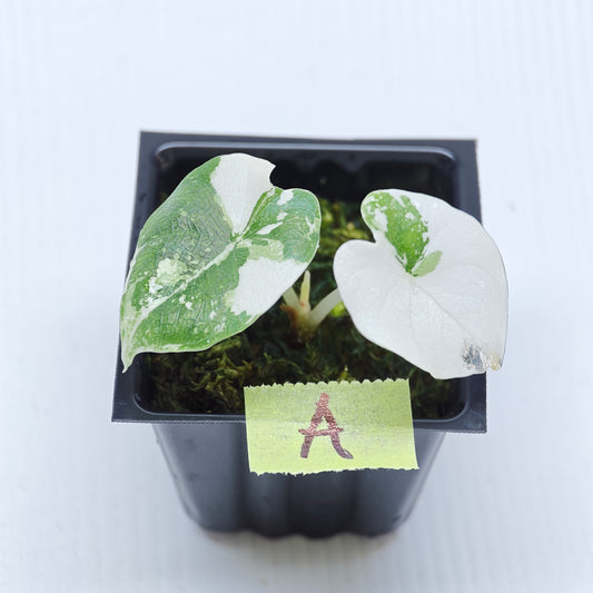Alocasia melo Albo variegated