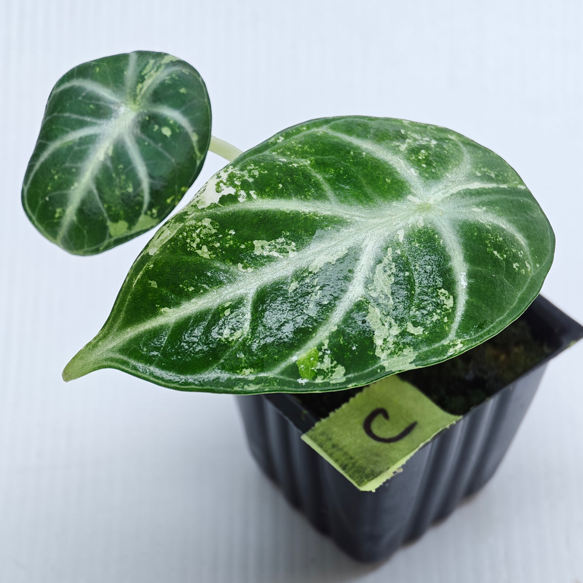 Alocasia Ninja Albo Variegated