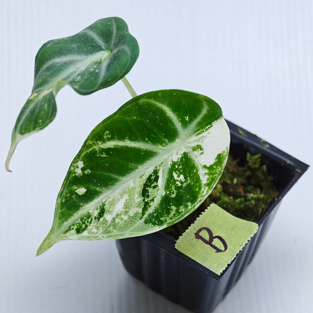 Alocasia Ninja Albo Variegated