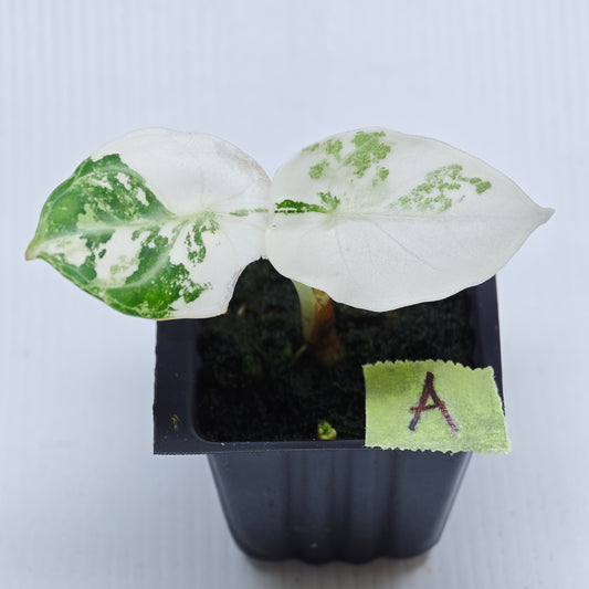 Alocasia Ninja Albo Variegated
