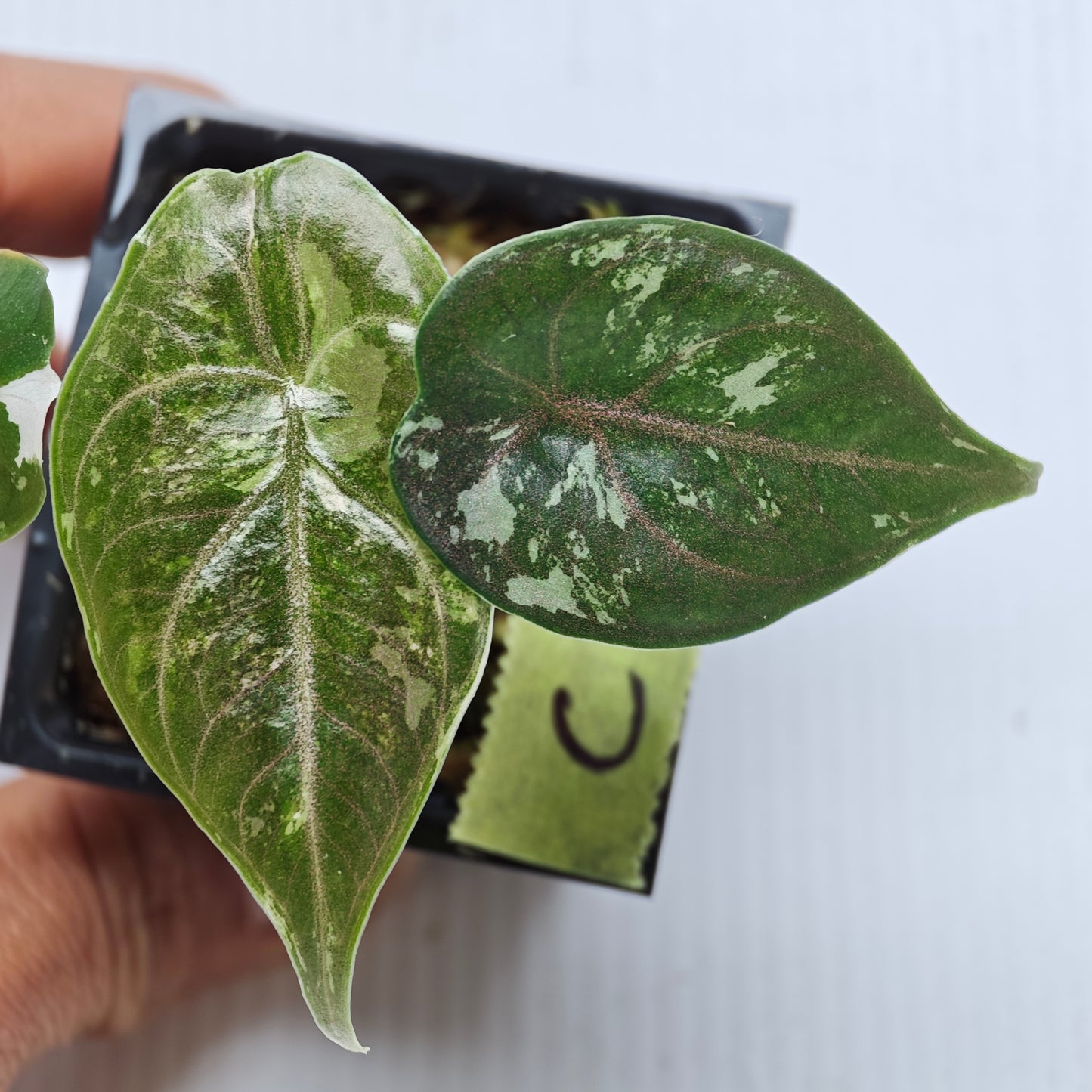 Alocasia azlanii Pink variegated