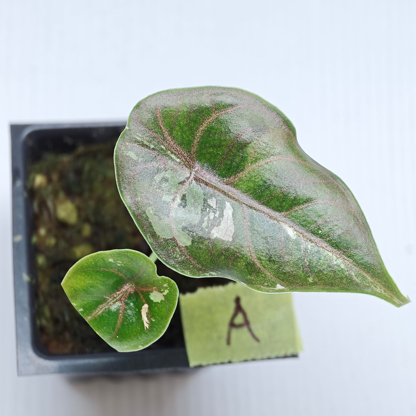 Alocasia azlanii Pink variegated