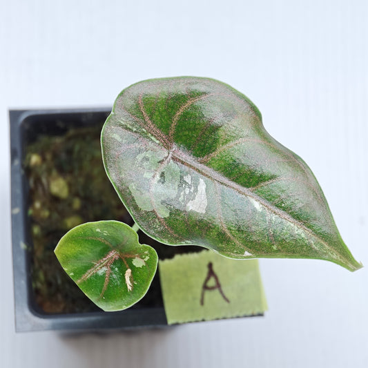 Alocasia azlanii Pink variegated