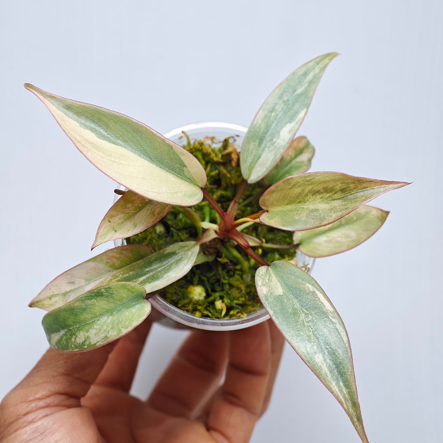 Philodendron atabapoense Pink Marble variegated from cutting
