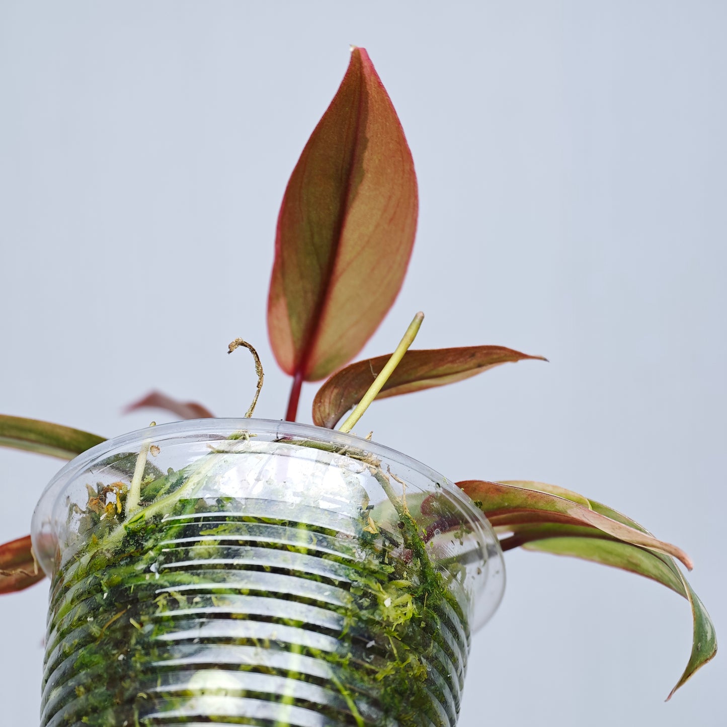 Philodendron atabapoense Pink Marble variegated from cutting
