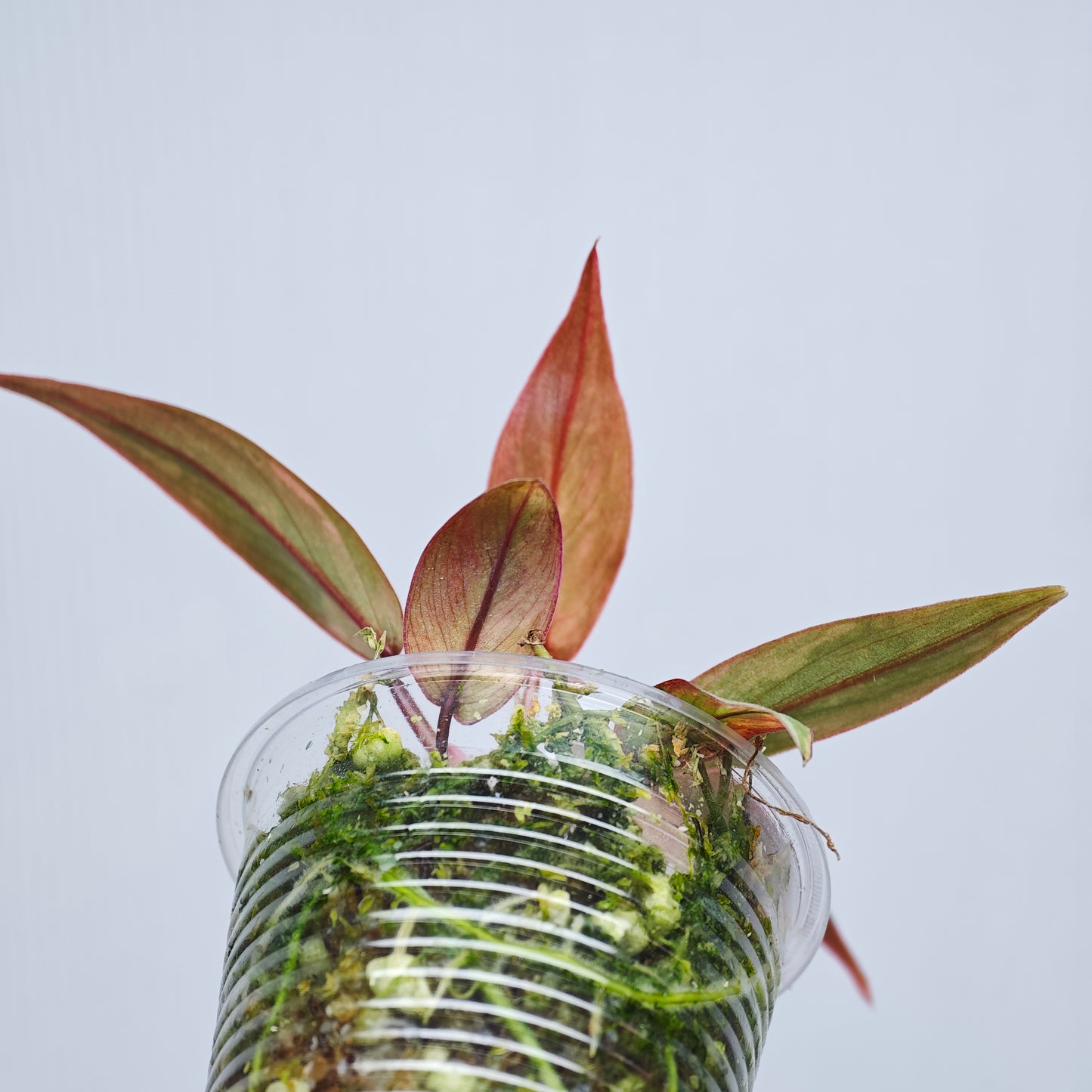 Philodendron atabapoense Pink Marble variegated from cutting