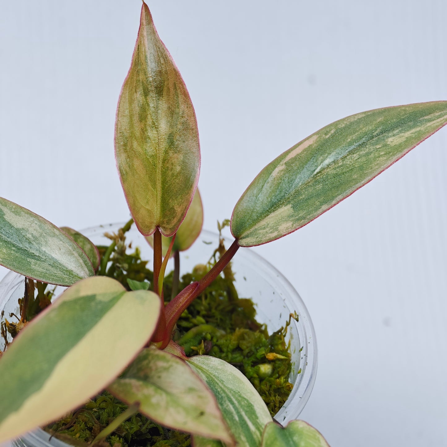 Philodendron atabapoense Pink Marble variegated from cutting