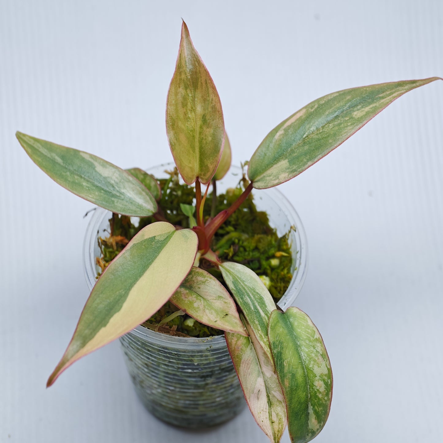 Philodendron atabapoense Pink Marble variegated from cutting