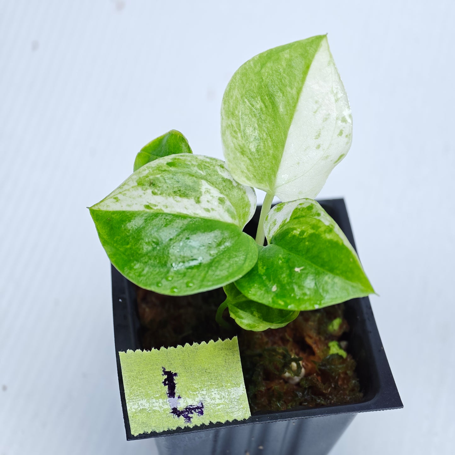 Anthurium Foliage Hybrid Green on Green Variegated