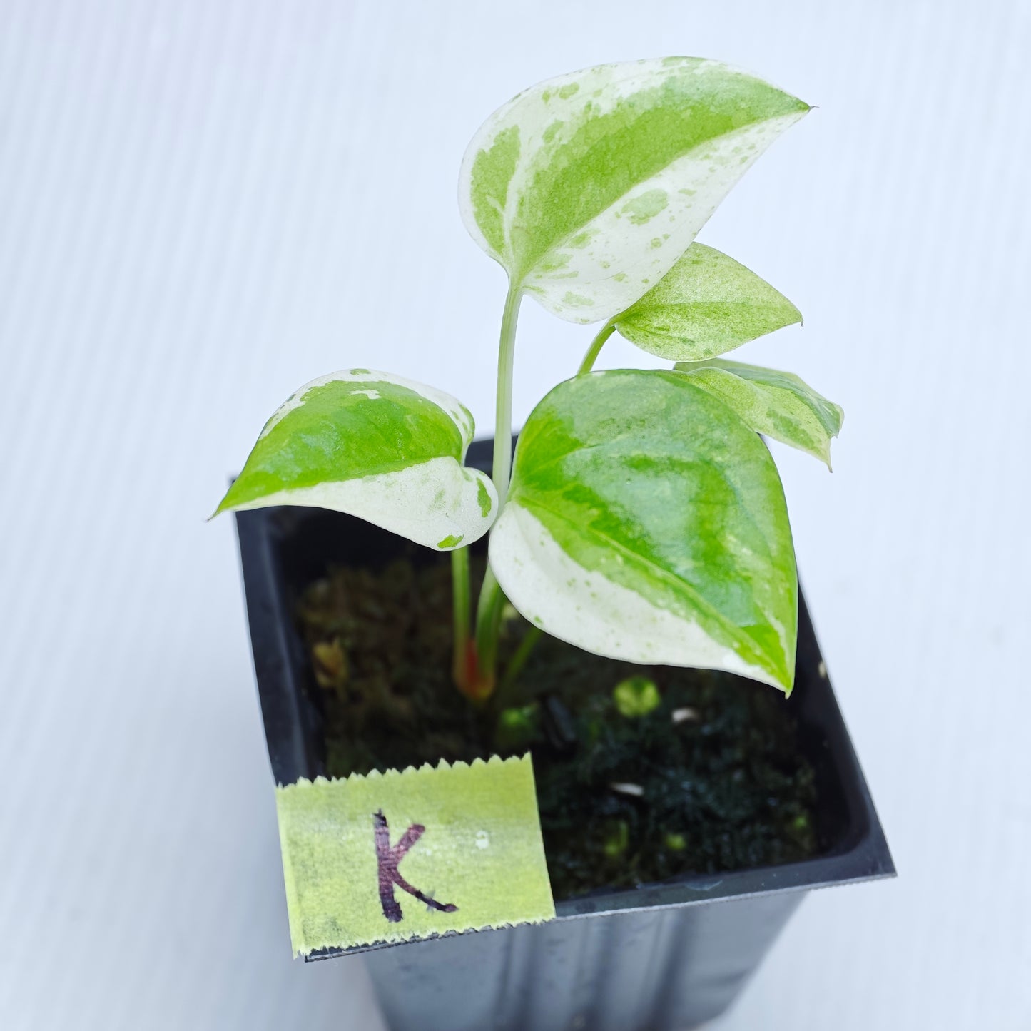 Anthurium Foliage Hybrid Green on Green Variegated