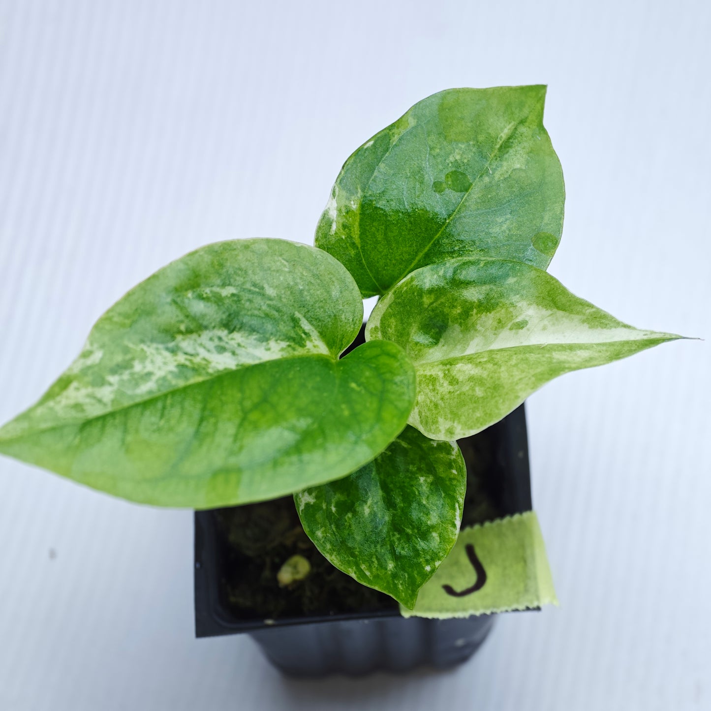 Anthurium Foliage Hybrid Green on Green Variegated