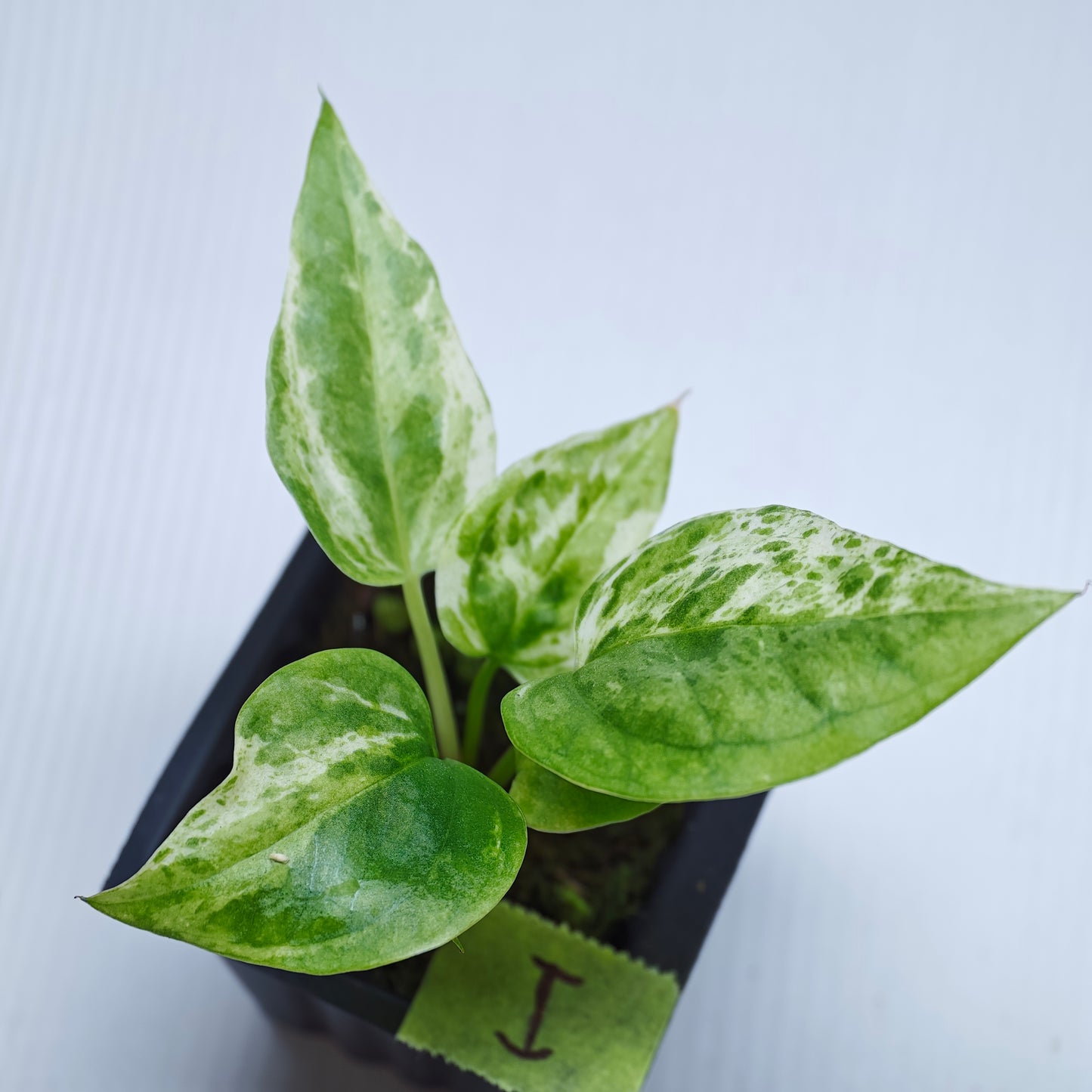 Anthurium Foliage Hybrid Green on Green Variegated