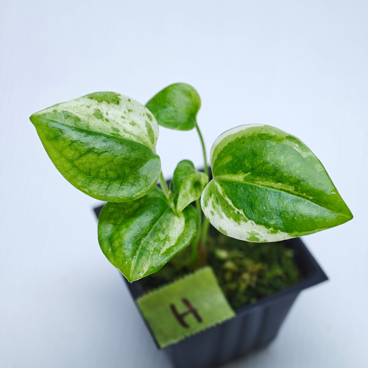Anthurium Foliage Hybrid Green on Green Variegated