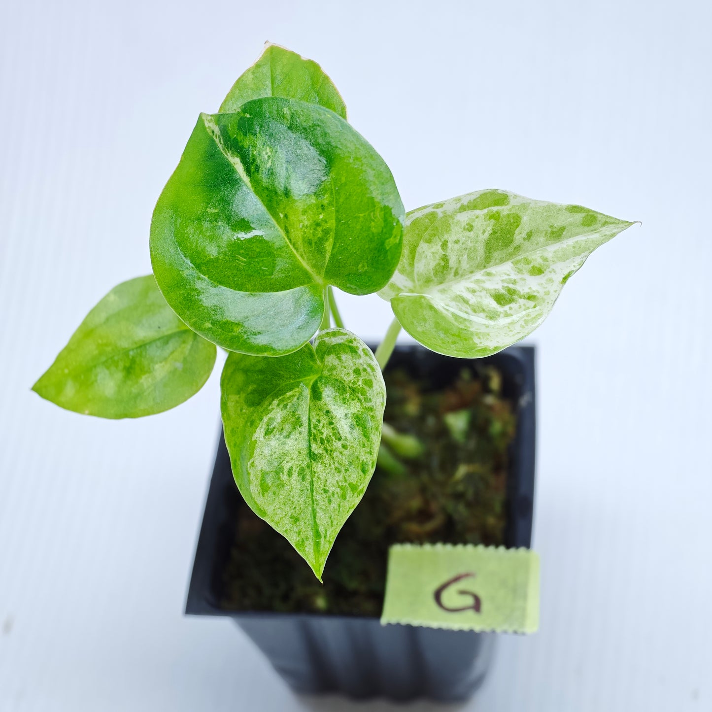 Anthurium Foliage Hybrid Green on Green Variegated
